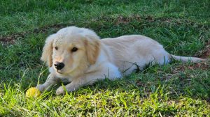 Polícia Militar lança projeto de terapia assistida com cães para crianças com TEA no Paraná